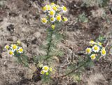 genus Tripleurospermum