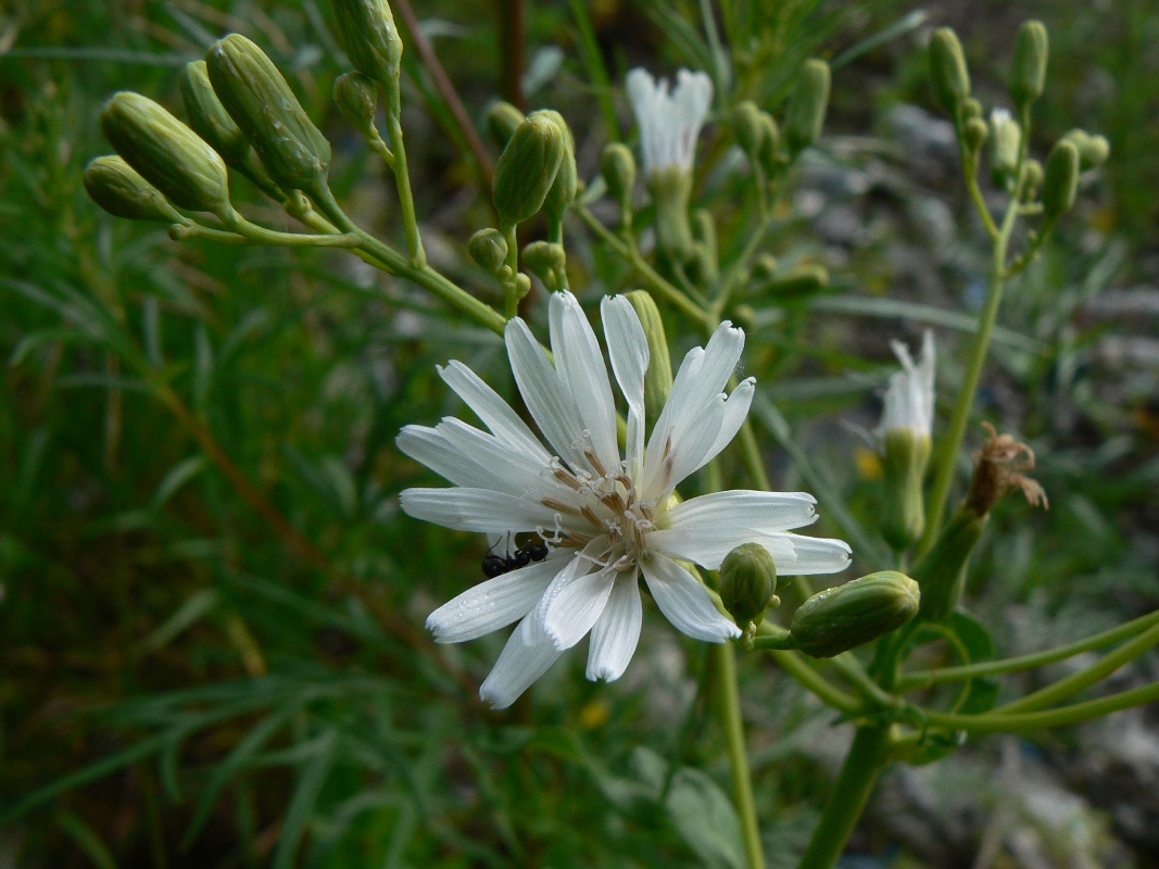 Изображение особи Lactuca sibirica.