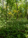 Crepis paludosa. Цветущие растения. Москва, заказник \"Тёплый Стан\", смешанный лес. 18.06.2021.