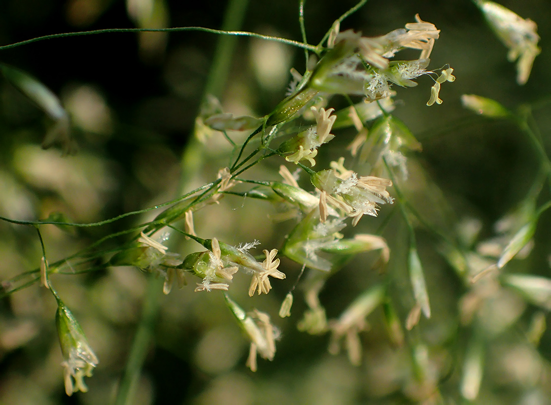 Image of Deschampsia cespitosa specimen.