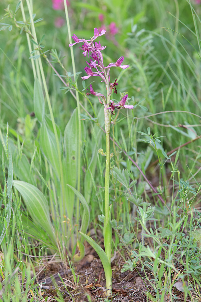 Изображение особи Anacamptis &times; gennarii nothosubsp. orientecaucasica.