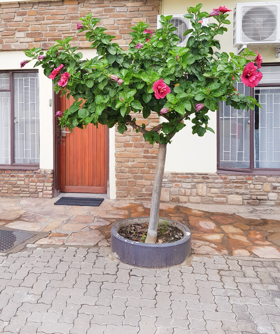 Image of Hibiscus rosa-sinensis specimen.