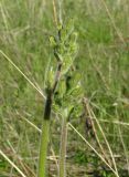 Crepis praemorsa. Верхушки зацветающих растений. Красноярский край, Новоселовский р-н, окр. спортивно-оздоровительного лагеря \"Политехник\" Сибирского федерального университета, берег Убейского залива Красноярского водохранилища, вершина сопки, луг разнотравный. 05.06.2022.