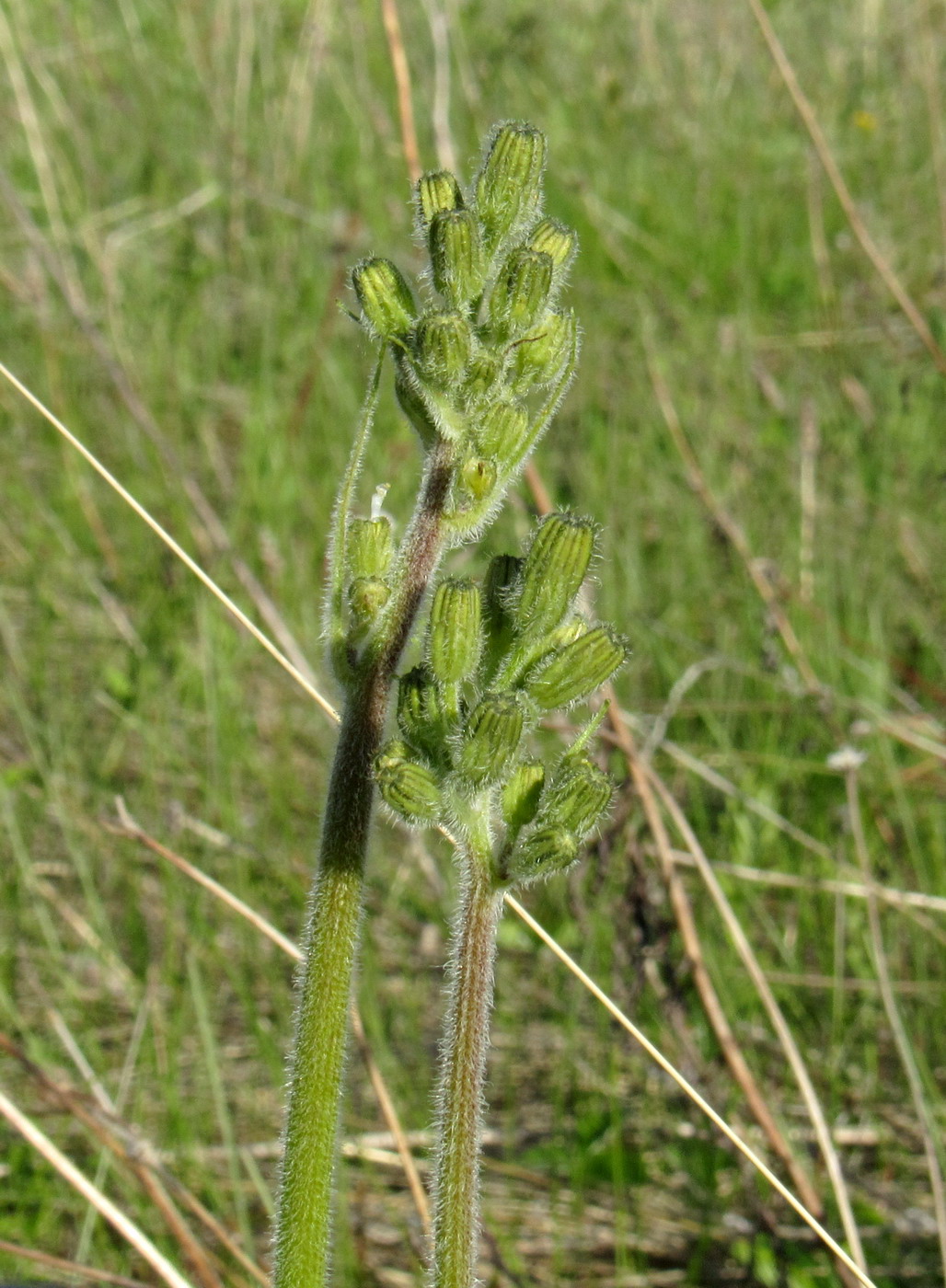 Image of Crepis praemorsa specimen.