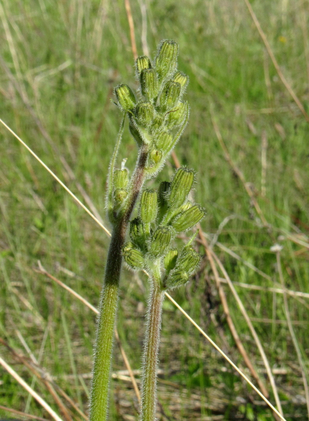 Изображение особи Crepis praemorsa.