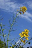 Erysimum aureum