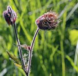 Geum rivale