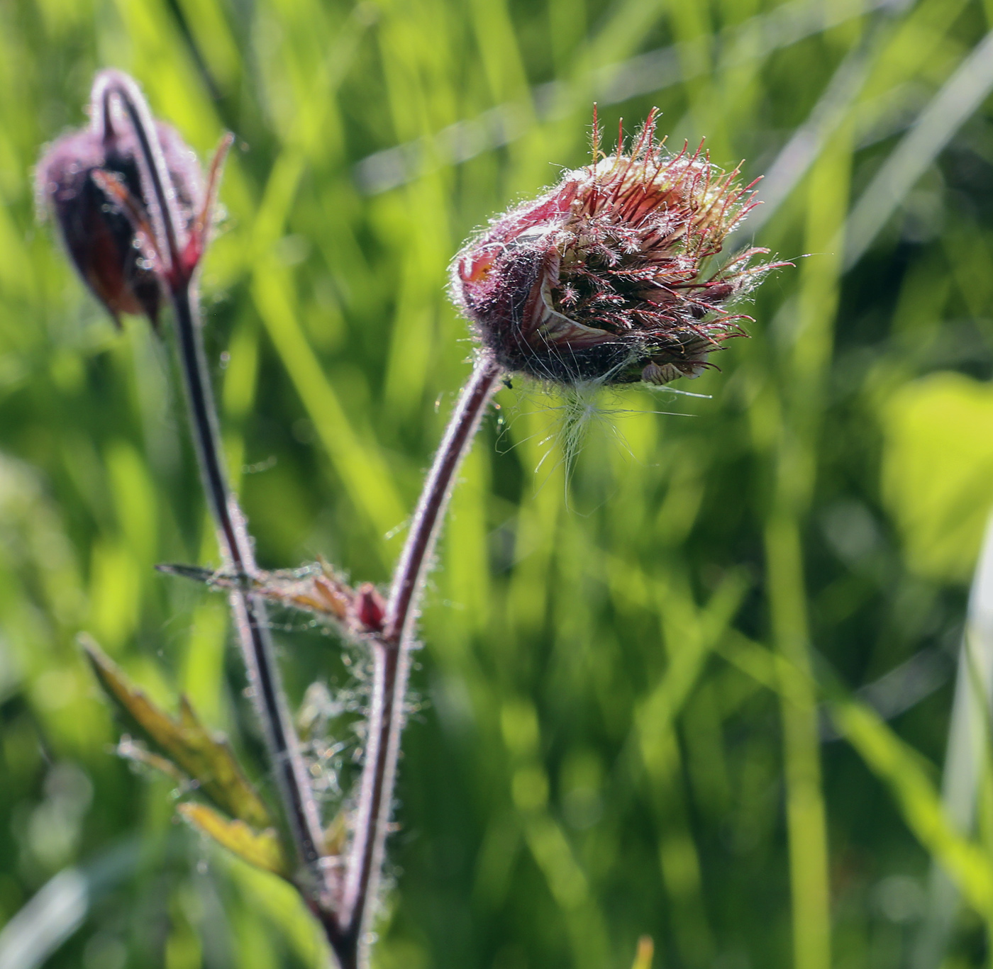 Изображение особи Geum rivale.