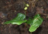 Maianthemum bifolium. Верхушка плодоносящего растения с незрелыми плодами. Марий Эл, Волжский р-н, парк \"Марий Чодра\", берег озера Кичиер, заболоченный участок леса. 23.07.2022.