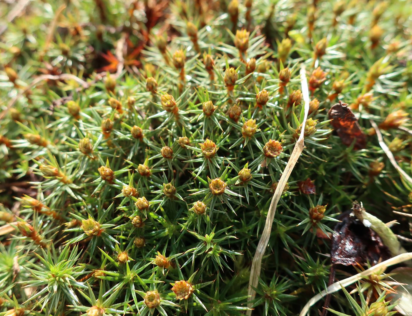 Изображение особи Polytrichum juniperinum.