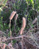 genus Trifolium