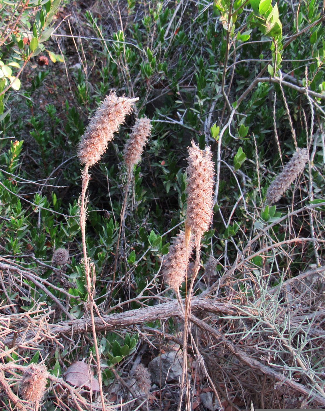 Image of genus Trifolium specimen.