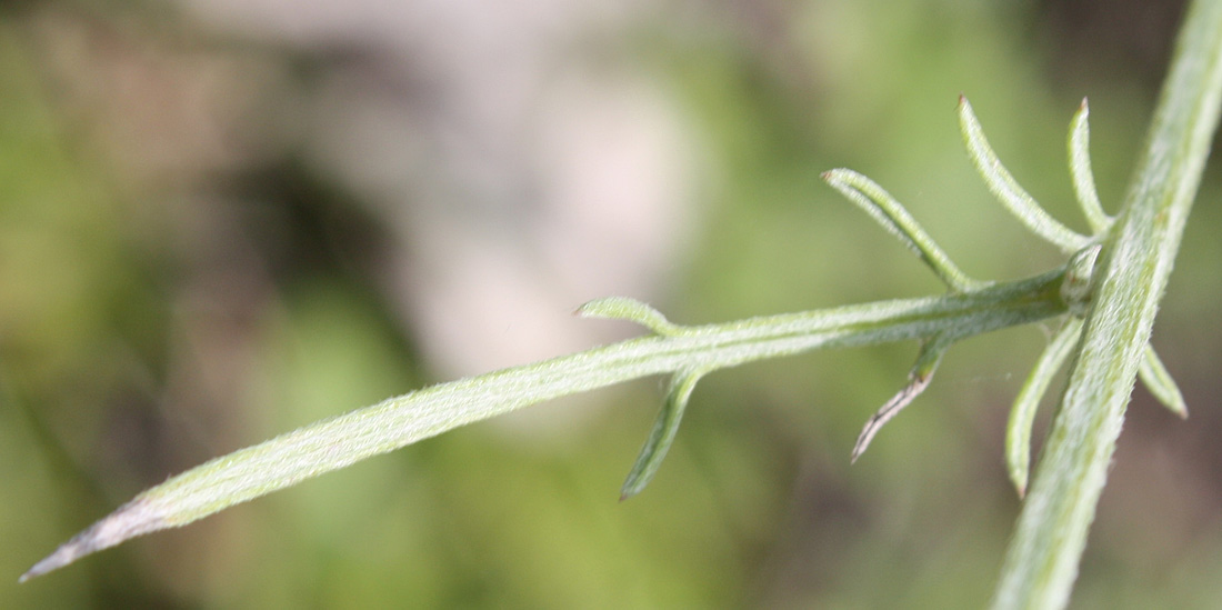 Изображение особи Centaurea sterilis.