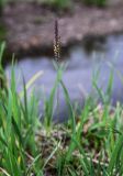 Hordeum brevisubulatum. Верхушка цветущего растения. Хакасия, Аскизский р-н, долина р. Аскиз, степь, берег ручья. 12.06.2022.