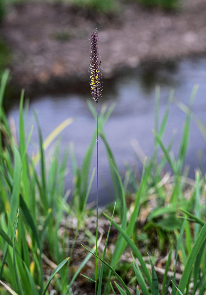 Image of Hordeum brevisubulatum specimen.