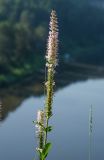 Veronica spicata подвид bashkiriensis. Верхушки доцветающих и плодоносящих побегов (гипохромная форма). Челябинская обл., Нязепетровский р-н, Шемахинское сельское поселение, окр. с. Арасланово, вершина камня Лось. 3 июля 2022 г.