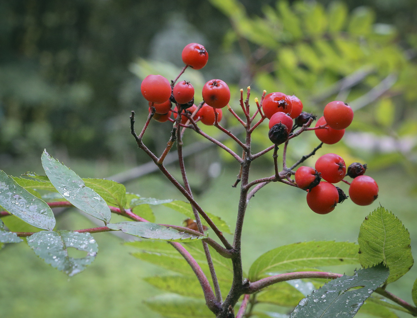 Изображение особи Sorbus decora.