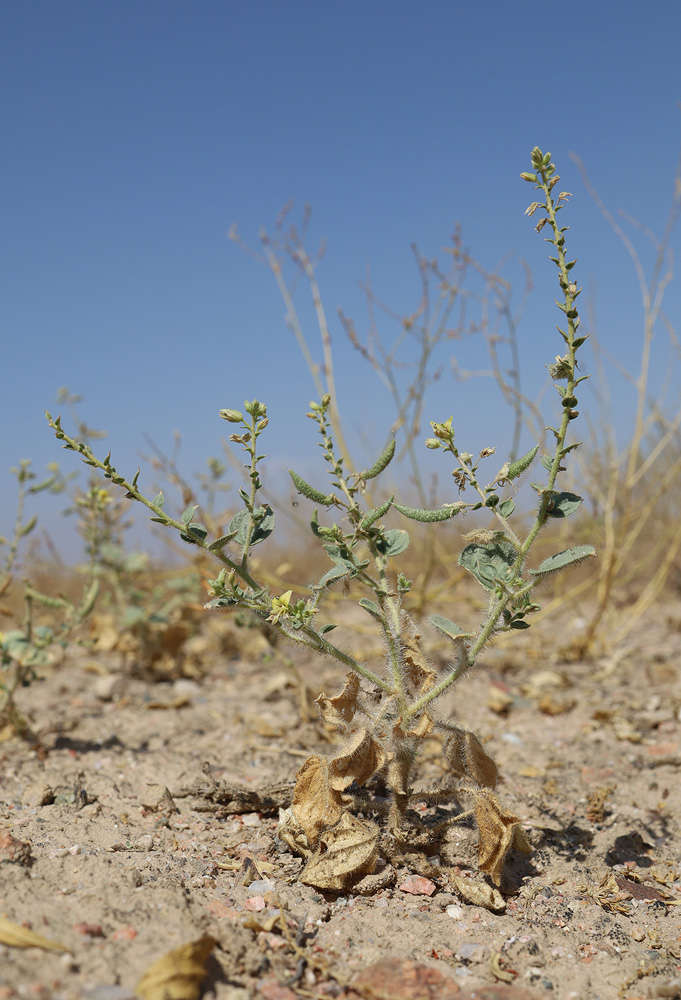 Image of Cleome fimbriata specimen.