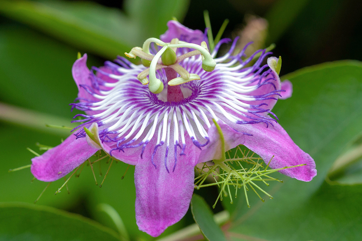 Image of Passiflora foetida specimen.