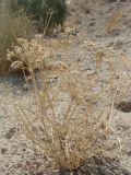 Zosima absinthifolia