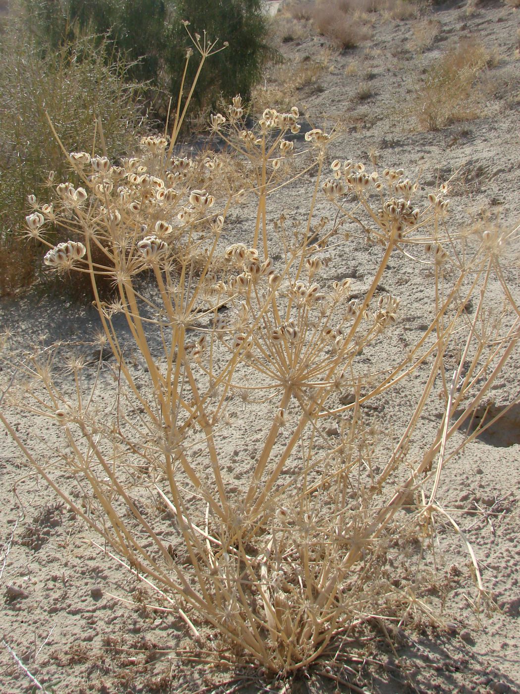 Image of Zosima absinthifolia specimen.