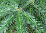 Cunninghamia konishii