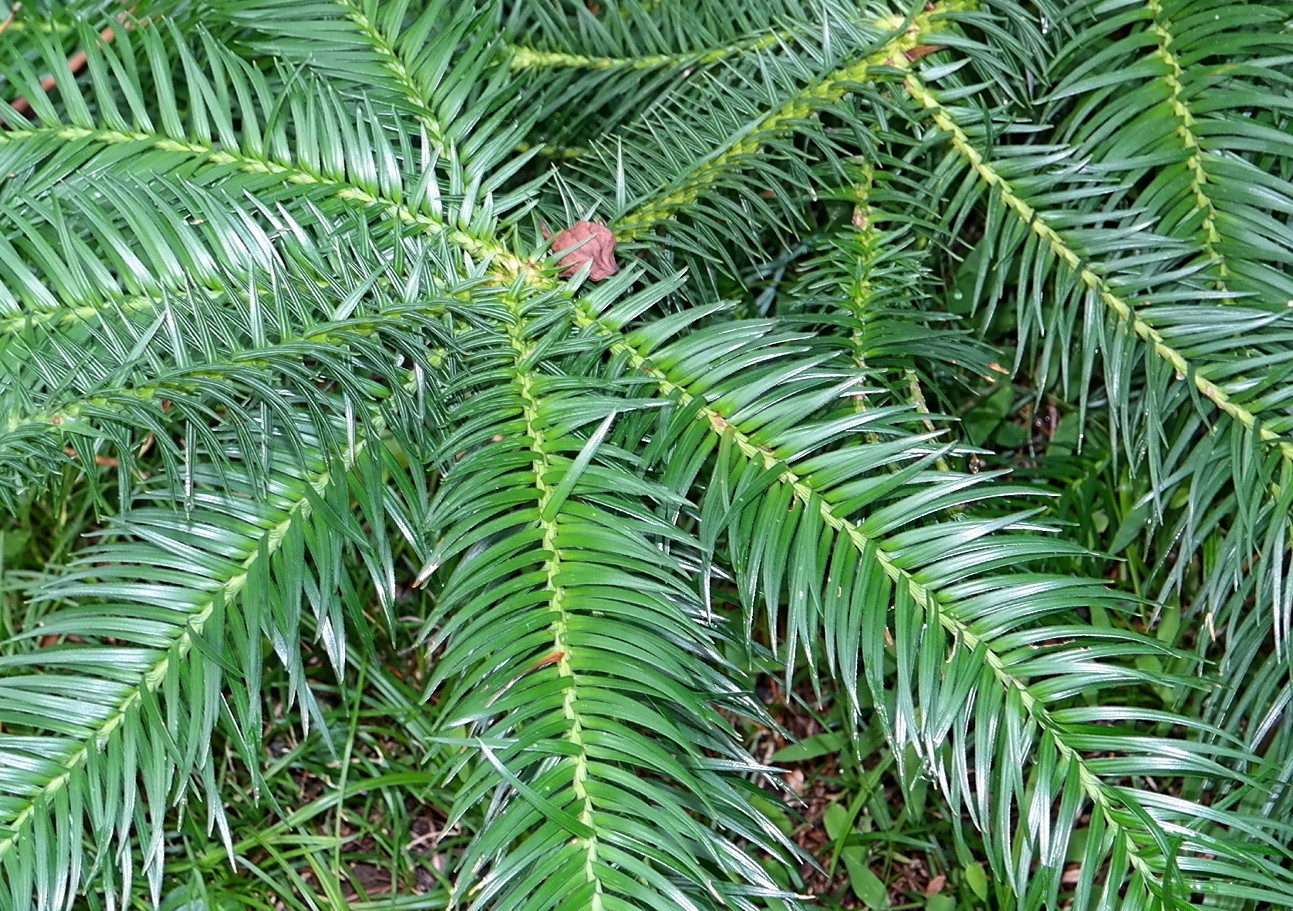 Image of Cunninghamia konishii specimen.