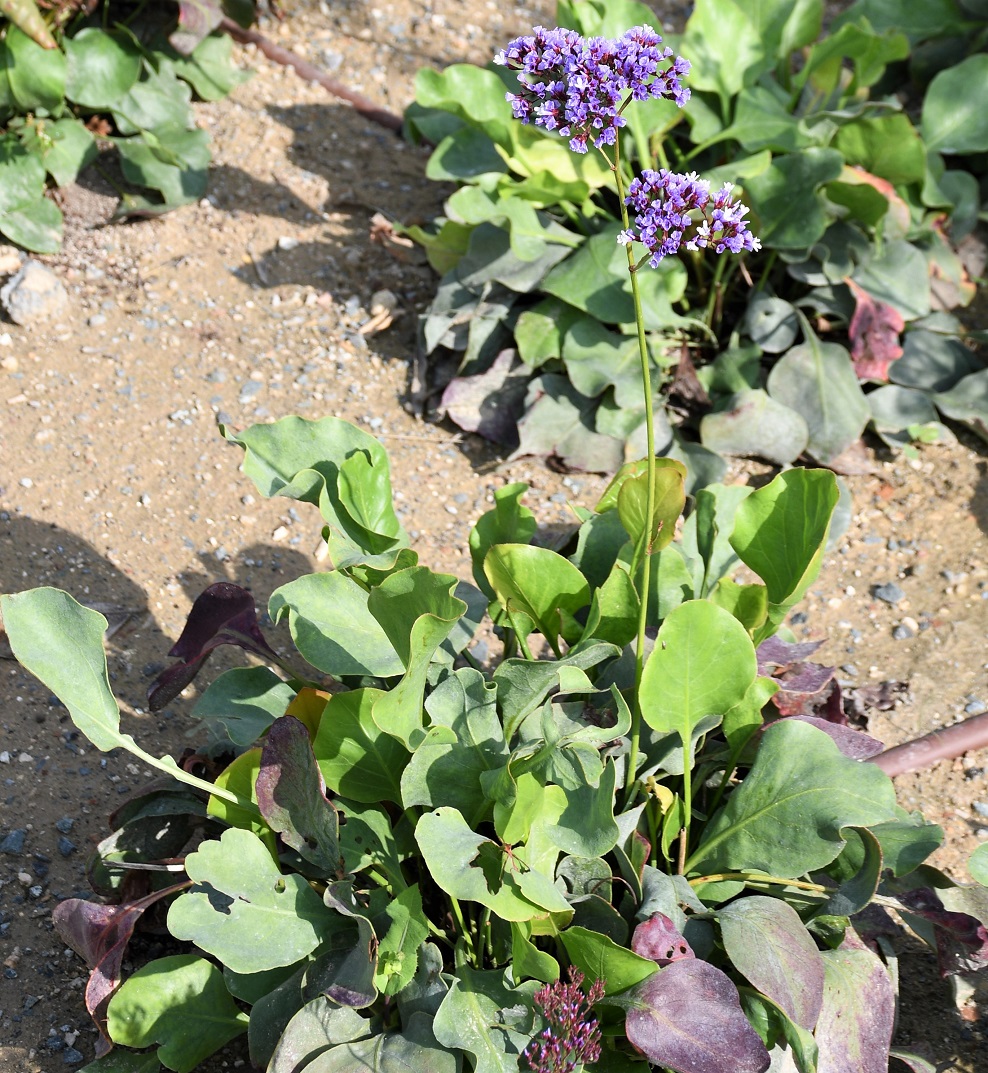 Изображение особи род Limonium.