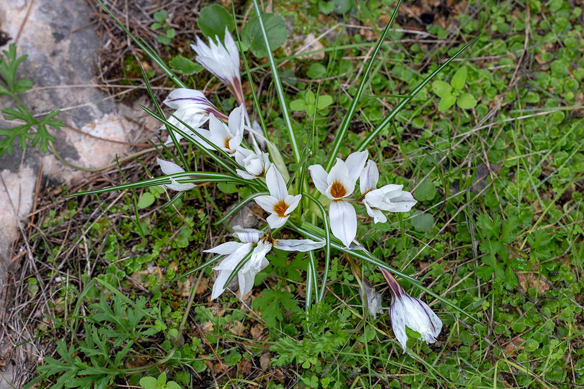 Изображение особи Crocus hyemalis.