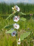 Althaea officinalis. Верхушка цветущего растения. Ульяновская обл., Мелекесский р-н, окр. сел. Приморское, берег старицы. 07.08.2022.