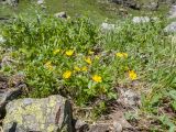 Potentilla ruprechtii