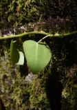 Hedera colchica. Лист (вид на абаксиальную поверхность). Республика Адыгея, левый борт долины руч. Сюк, широколиственный лес. 31 июля 2022 г.