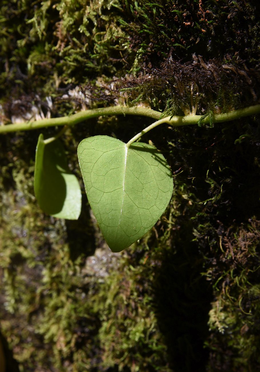 Image of Hedera colchica specimen.