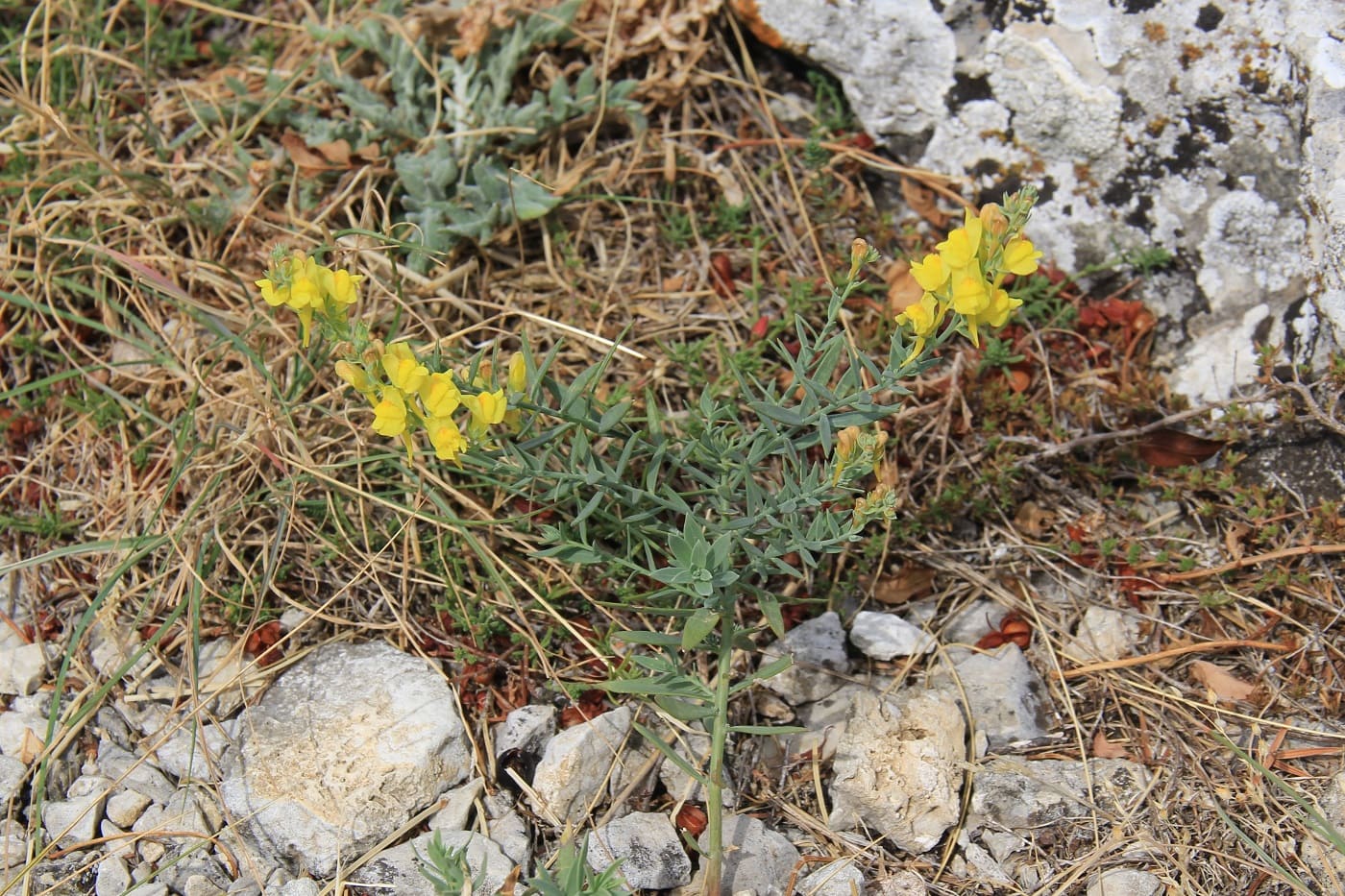 Image of Linaria genistifolia specimen.