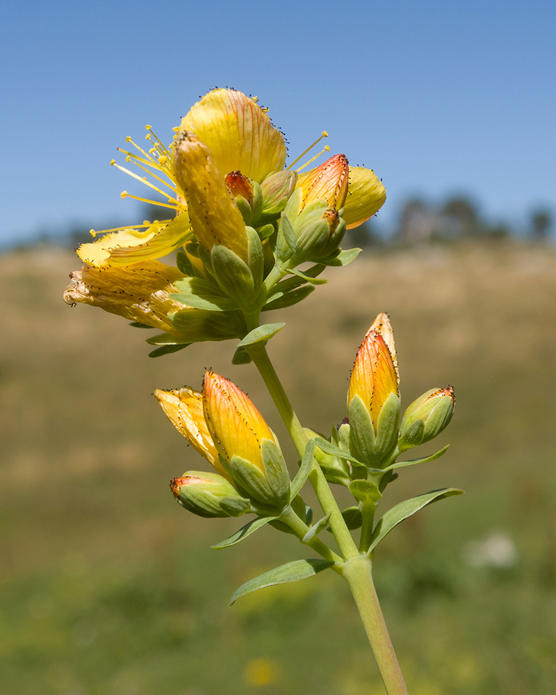 Изображение особи Hypericum linarioides.