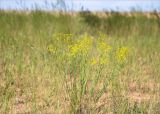 Euphorbia seguieriana. Плодоносящее растение. Астраханская обл., Енотаевский р-н, окр. села Владимировка вблизи трассы \"Каспий\", злаковая степь. 02.06.2022.