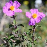 Cistus creticus