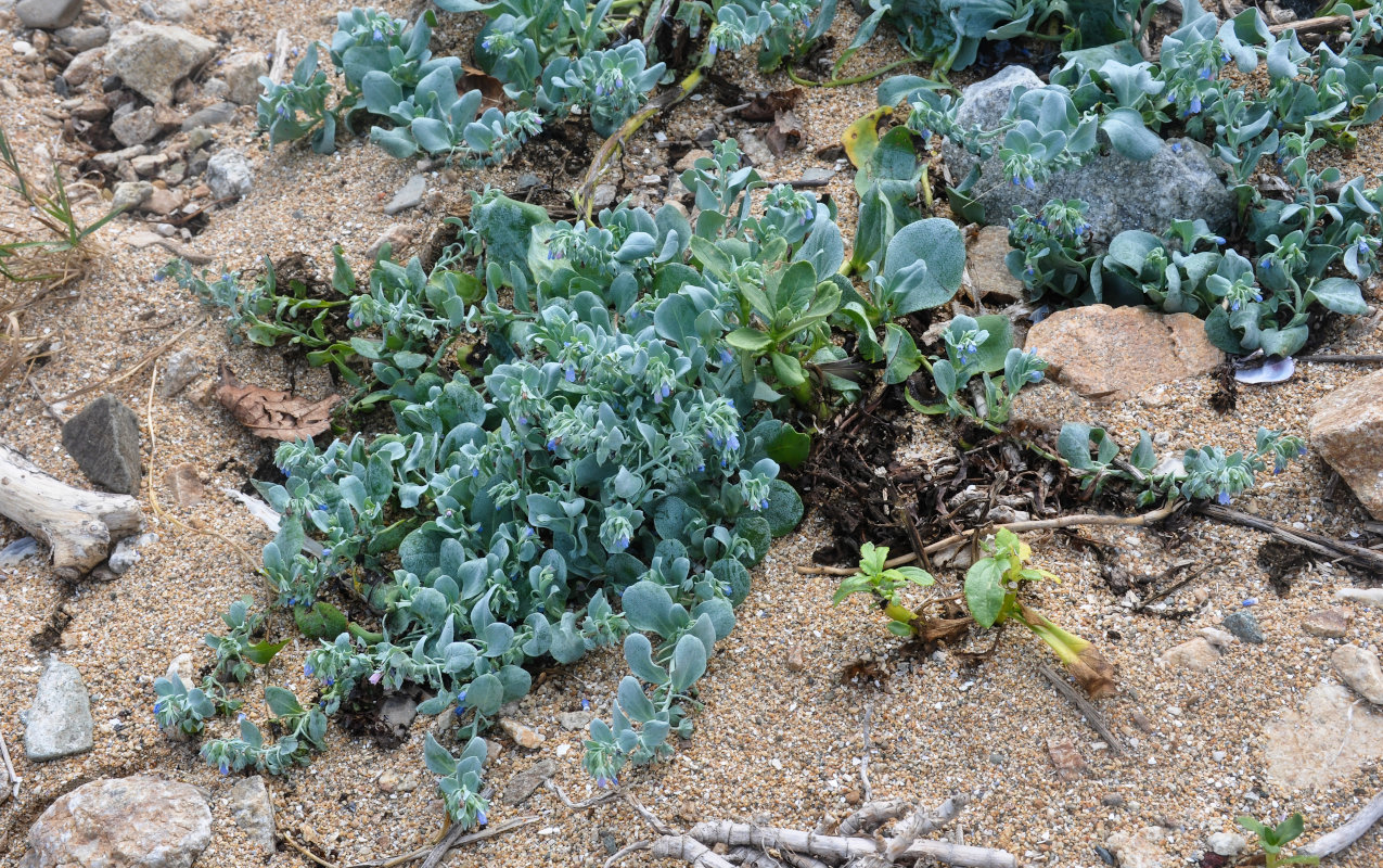 Изображение особи Mertensia maritima.