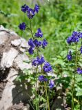Polemonium caeruleum. Верхушка цветущего растения. Алтай, Северо-Чуйский хр., верховья р. Актру, ≈ 2200 м н.у.м., луг на опушке смешанного леса. 02.07.2021.