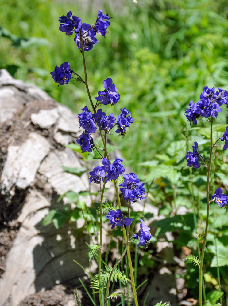Image of Polemonium caeruleum specimen.
