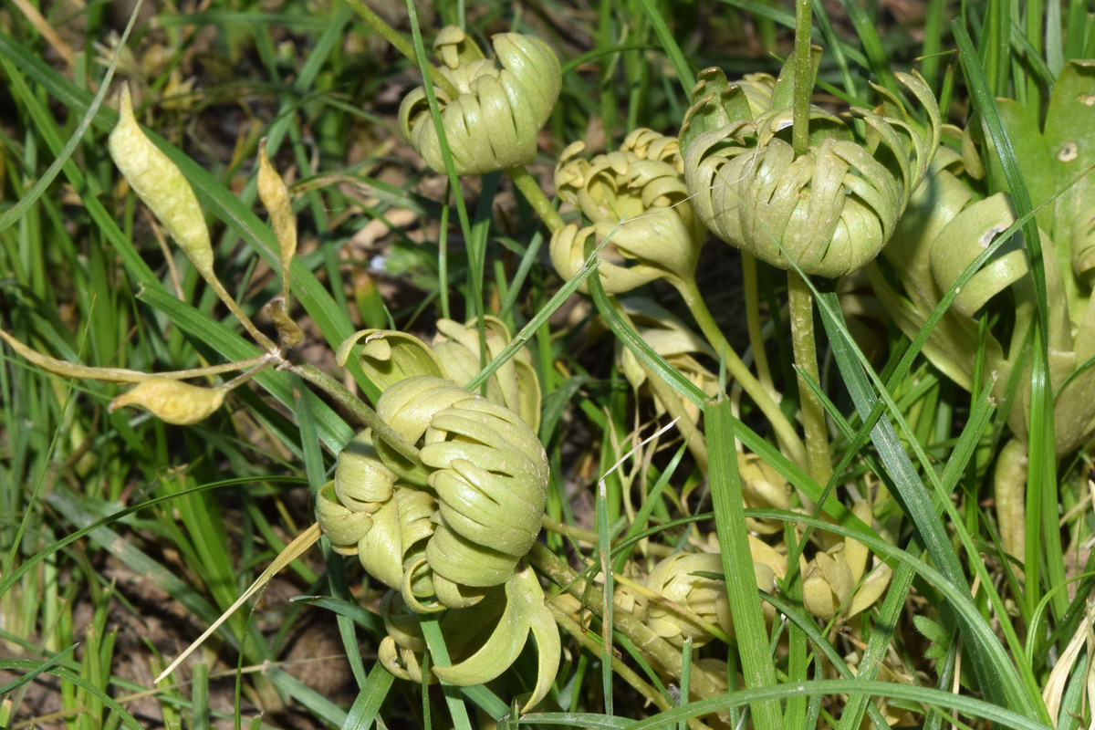 Image of Eranthis longistipitata specimen.