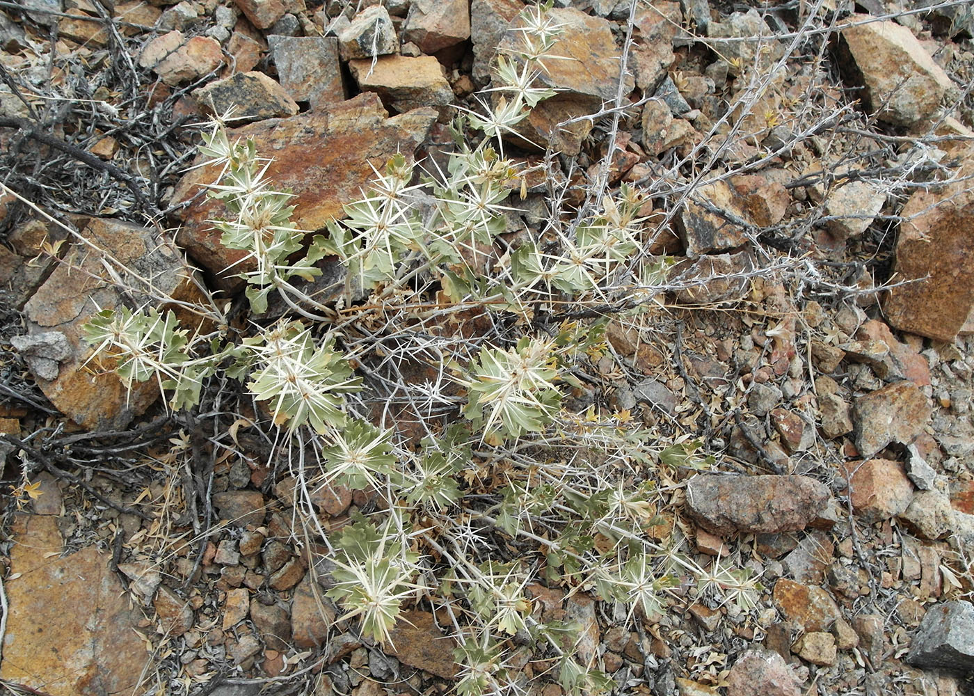 Изображение особи Lagochilus diacanthophyllus.