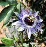 genus Passiflora