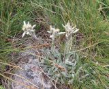 Leontopodium ochroleucum