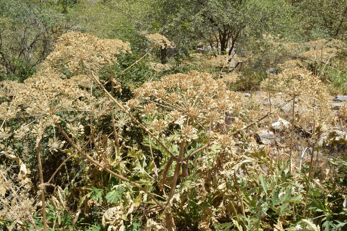 Image of Heracleum lehmannianum specimen.
