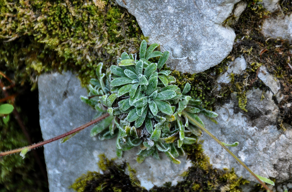 Image of Saxifraga paniculata specimen.