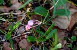 Andromeda polifolia. Цветущее растение в сообществе с Dryas и Salix. Красноярский край, Таймырский Долгано-Ненецкий р-н, плато Путорана, устье р. Кутарамакан, опушка смешанного леса. 26.07.2023.