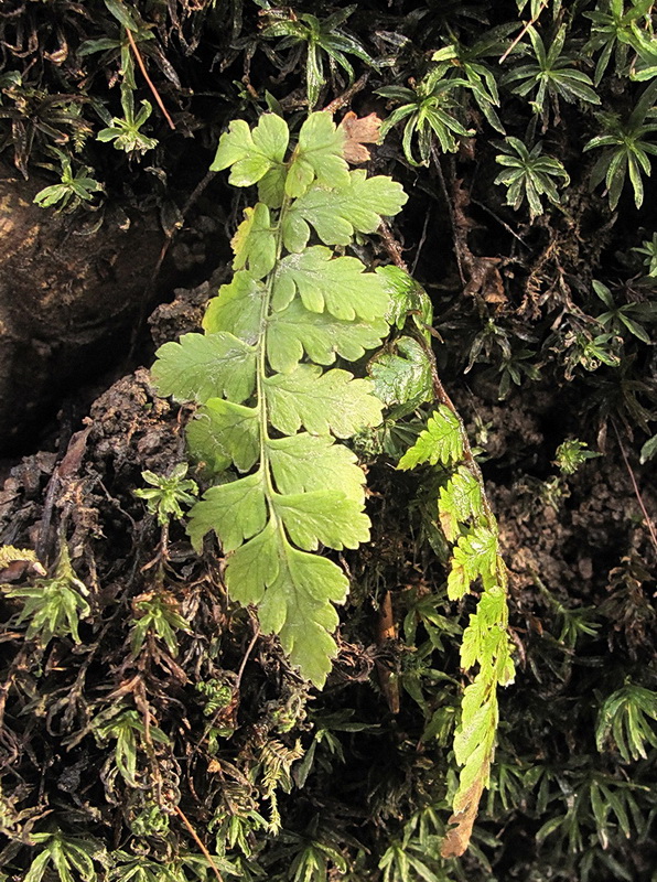 Изображение особи род Dryopteris.