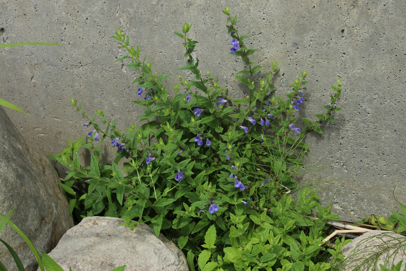 Image of Scutellaria galericulata specimen.