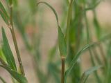 Tragopogon dasyrhynchus. Части побегов. Краснодарский край, Крымский р-н, станица Неберджаевская, приусадебный участок, сорное в саду. 28.10.2023.